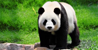 Panda-Wide-Image